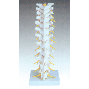 Human Thoracic Spinal Column